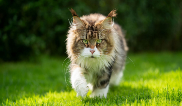 250 beste koreanische Katzennamen mit Bedeutung