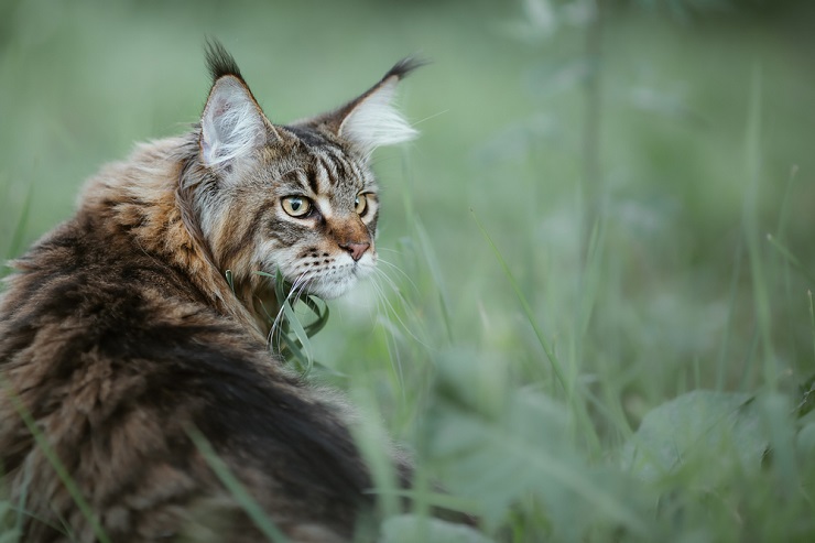 Atemberaubendes Bild einer majestätischen Maine-Coon-Katze, das ihr charakteristisches langes Fell, ihre buschigen Ohren und ihre markanten Gesichtszüge zur Schau stellt.