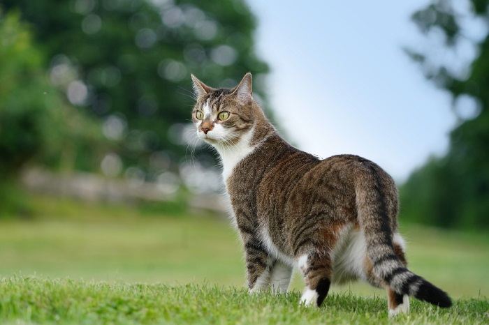 Majestätisches Bild einer Katze, die eine edle Präsenz und Ausstrahlung ausstrahlt