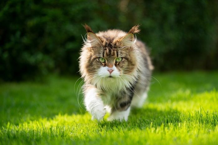 Bild einer Katze, die anmutig durch üppiges grünes Gras läuft