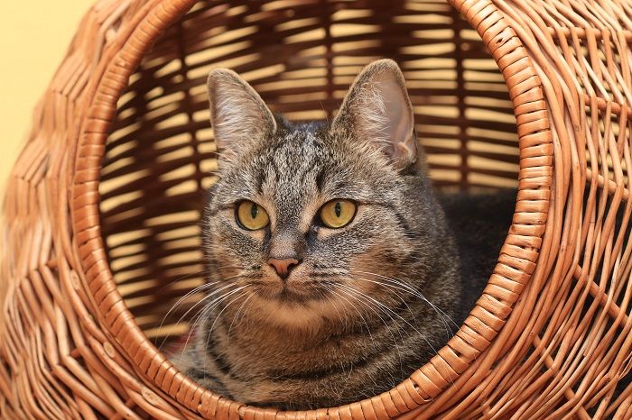 Katze liegt bequem in einem gewebten Katzenbett und genießt ihren gemütlichen und stilvollen Rückzugsort