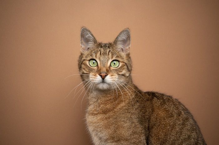 Braune Katze mit auffallend grünen Augen, die ihr einzigartiges und bezauberndes Aussehen verdeutlichen