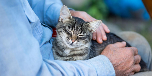 150 beste Katzennamen für ältere Männer: Tolle Ideen für Ihre süße Katze