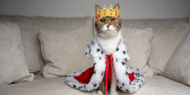 150 beste königliche Katzennamen für majestätische und edle Kätzchen