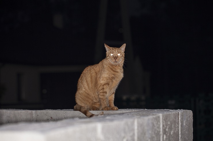 Katze in der Nacht