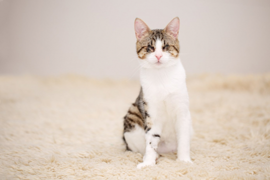 5 Gründe, eine Katze mit besonderen Bedürfnissen zu adoptieren