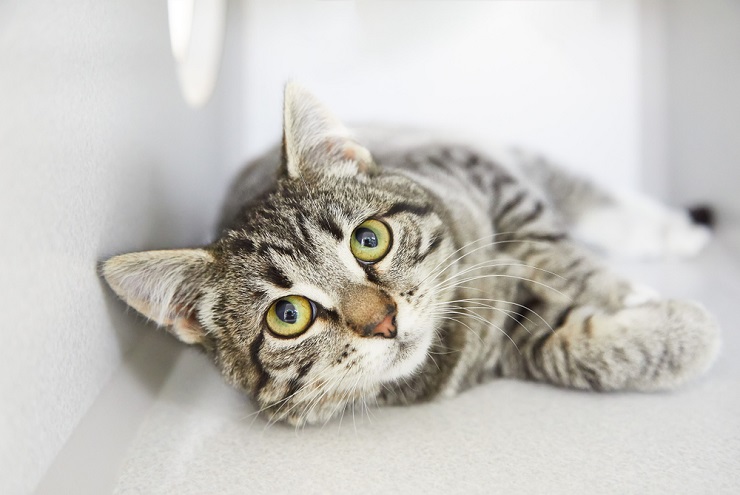 Eine wunderschöne getigerte Katze mit markanten Streifen und Mustern im Fell, die neugierig in die Ferne blickt.