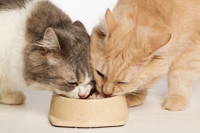 Zwei Katzen teilen sich einen Futternapf.