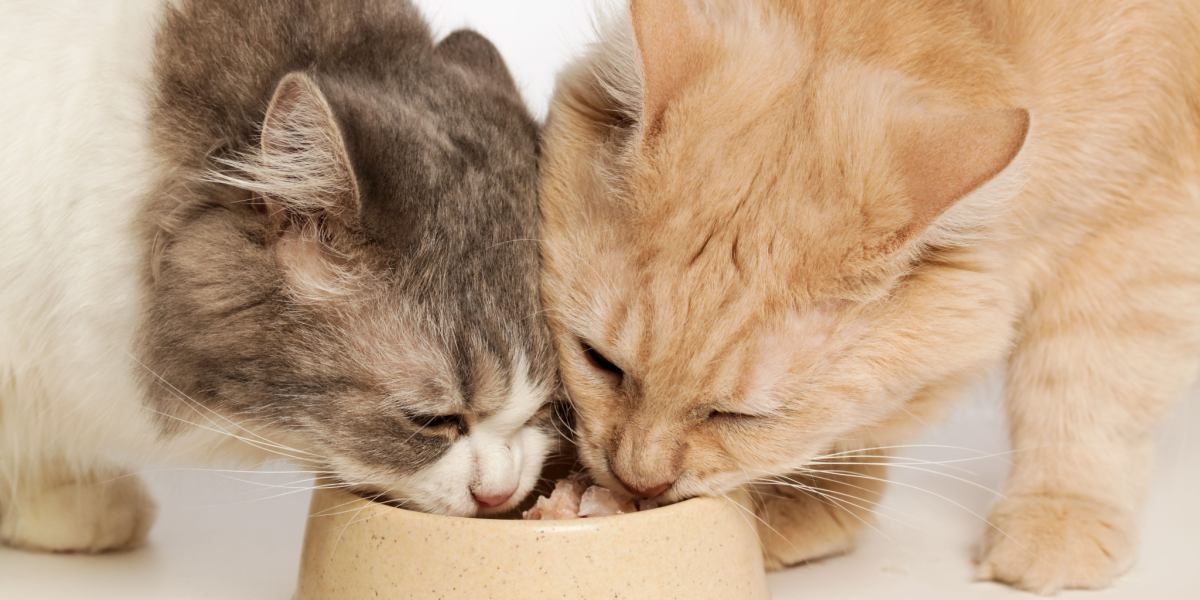 Das Bild fängt einen harmonischen Moment ein, in dem zwei Katzengefährten gemeinsam ihre Mahlzeit genießen.