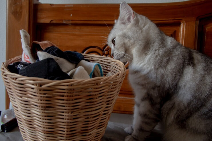 Ein Bild einer Katze, die an gebrauchter Kleidung riecht und möglicherweise katzenartige Neugier oder Interesse an den Gerüchen der Kleidungsstücke zeigt.