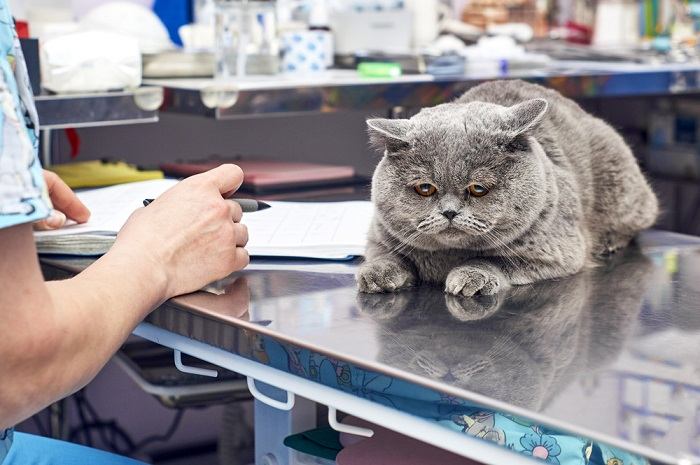 Bild eines Tierarztes, der eine kranke Katze gründlich untersucht.