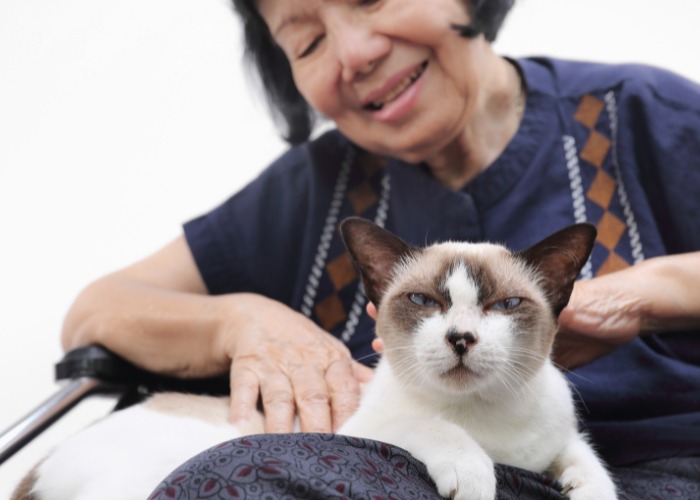 Bild zeigt eine Frau, die mit einer Katze auf dem Schoß sitzt und ein Gespräch führt.