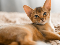 Abyssinian Cat on bed