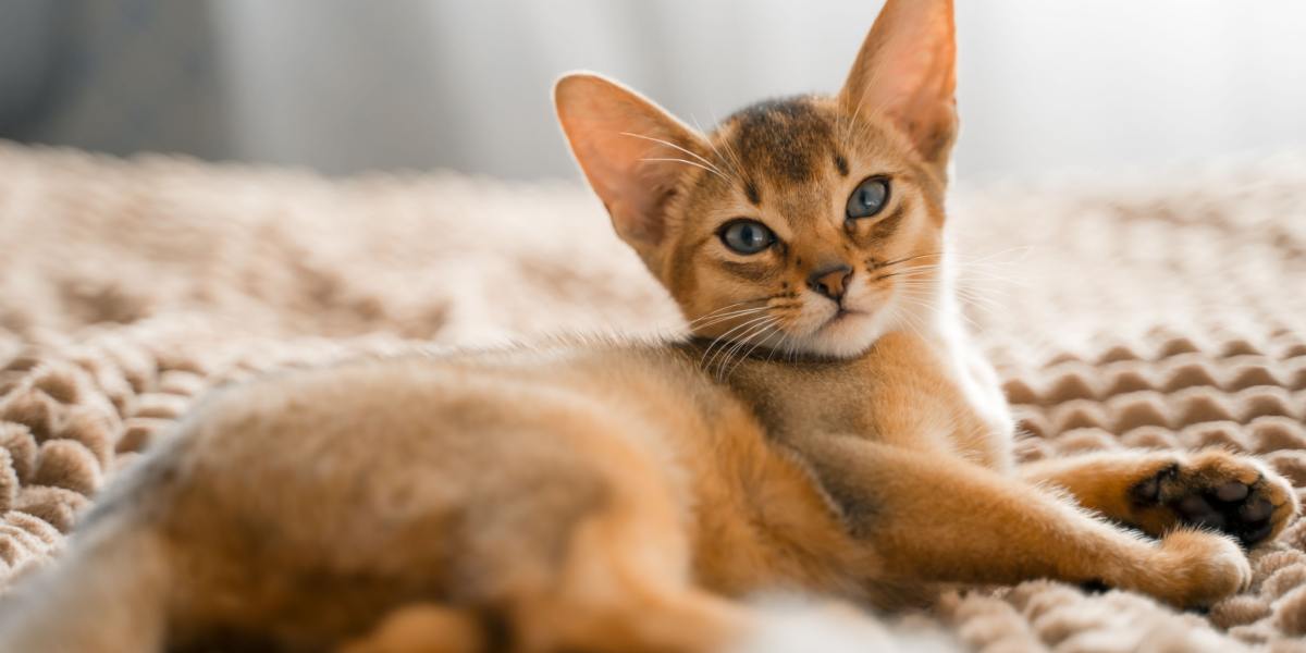 Abessinierkatze auf dem Bett