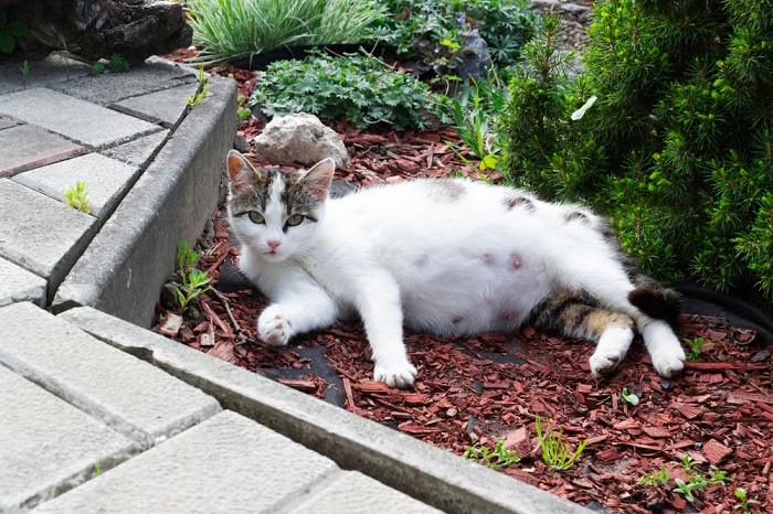 Ein Bild, das eine friedlich auf dem Boden schlafende trächtige Katze zeigt.