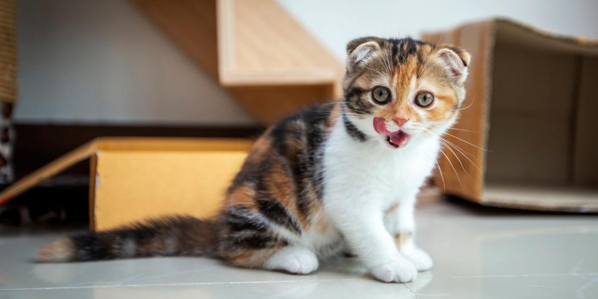 Verspielte Scottish Fold-Katzen haben Spaß in einem Haus.