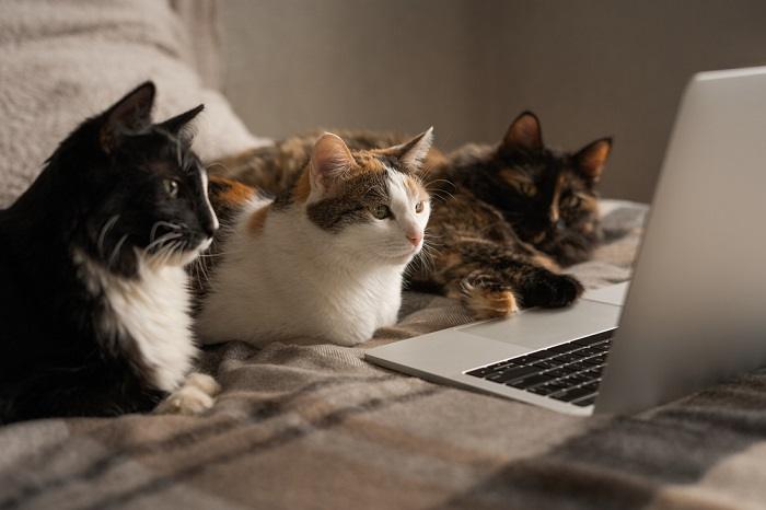 Bezauberndes Bild von drei Katzen, die neugierig auf einen Laptop-Bildschirm starren und ihre gemeinsame Faszination und Auseinandersetzung mit der digitalen Welt einfangen.