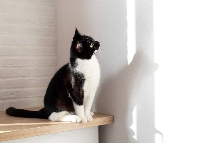 Eine schwarz-weiße Katze, die eine Wand oder einen Gegenstand aufmerksam betrachtet.