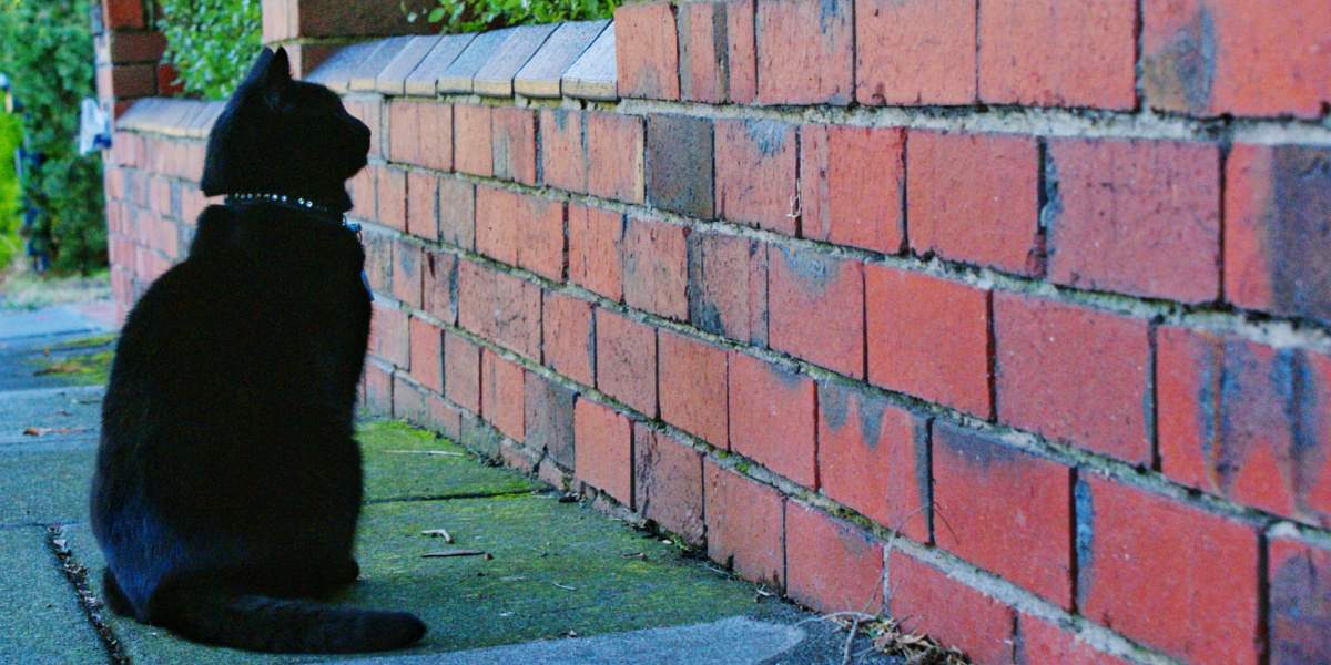 Ein faszinierendes Bild einer schwarzen Katze, die aufmerksam auf eine Wand starrt und dabei einen konzentrierten und nachdenklichen Ausdruck zeigt, der Neugier auf den Grund ihrer Aufmerksamkeit weckt.