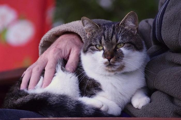 Eine schwarz-weiße Katze sitzt zufrieden auf dem Schoß ihres Besitzers.