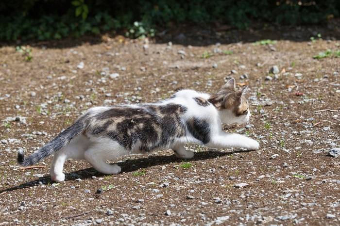 Ein Bild, das eine Katze in geduckter Position nahe dem Boden zeigt.