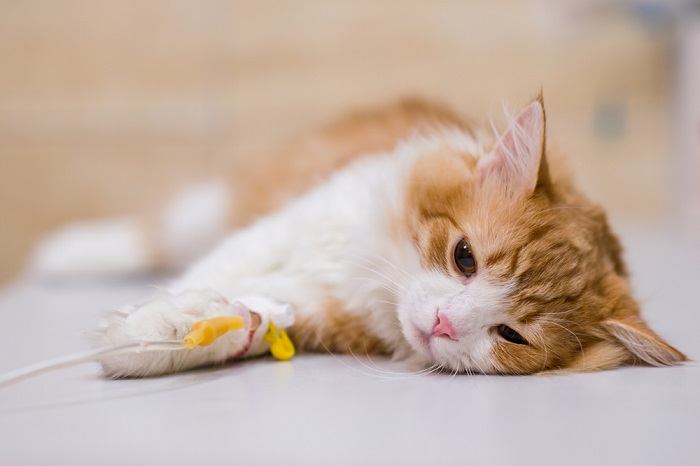 Ein Bild, das einen Tierarzt zeigt, der einer kranken Katze eine Narkosespritze verabreicht. Es verdeutlicht die sorgfältige und professionelle Vorgehensweise bei der Gesundheitspflege der Katze und der Bereitstellung der notwendigen medizinischen Behandlung.