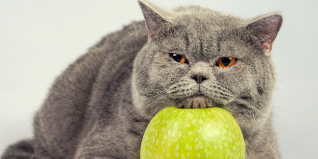 250 der süßesten Futternamen für Katzen, die gerne naschen