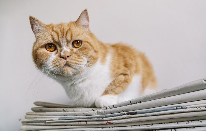 Eine Katze, die fasziniert von einer Zeitung sitzt und der alltäglichen Szene einen Hauch katzenhafter Neugier verleiht.