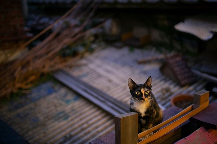 Katze auf dem Dach