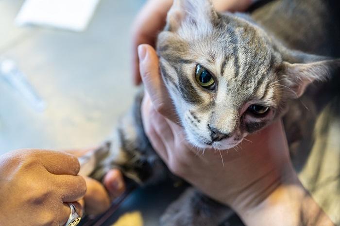 Bild, das einen Tierarzt zeigt, der bei einer Katze eine Blutuntersuchung durchführt.