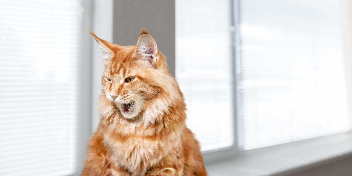 Eine neugierige schwarz-weiße Katze sitzt am Fenster und blickt gebannt nach draußen, als ob sie ein fesselndes Gespräch mit der Welt da draußen führen würde.