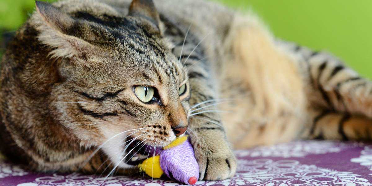 Katze kaut auf Plastik herum.