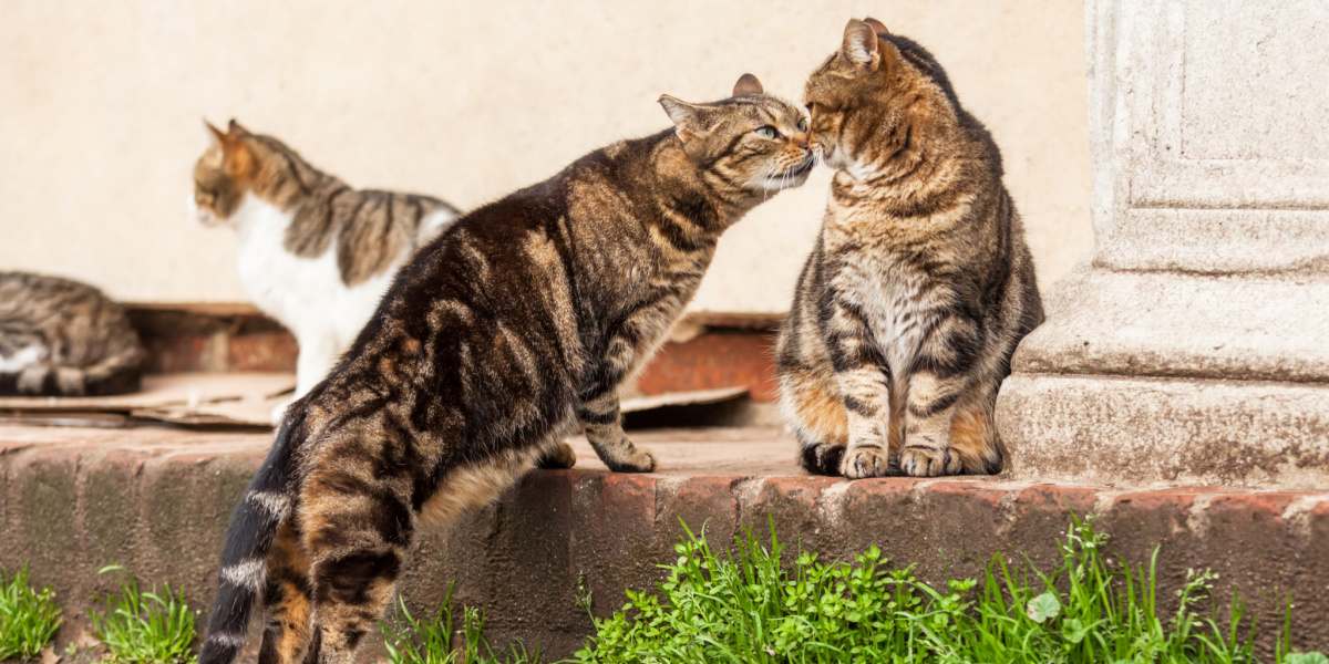 Zwei Katzen kommunizieren und interagieren und demonstrieren so katzenartiges Sozialverhalten.