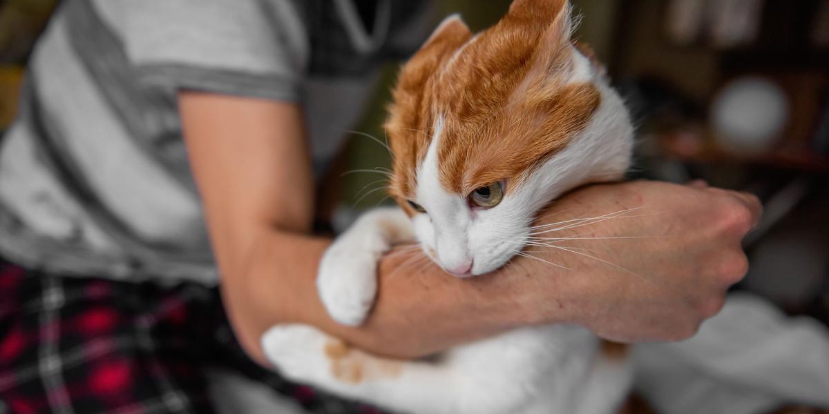 Bild, das eine Interaktion zwischen Katze und Mensch zeigt, die einer spielerischen Rauferei ähnelt.