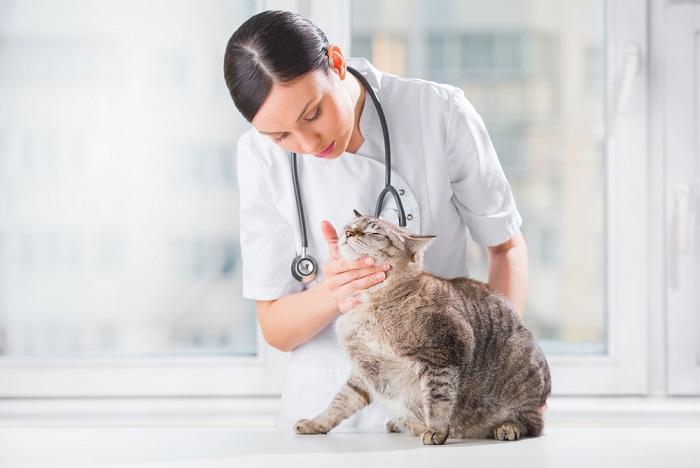 Bild, das einen Nachuntersuchungsbesuch einer Katze beim Tierarzt illustriert.