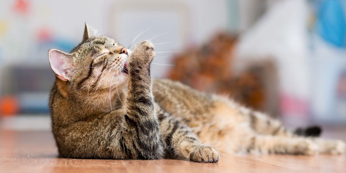 Anspruchsvolle Katze, die sich gründlich putzt und dafür sorgt, dass ihr Fell sauber und gepflegt bleibt.