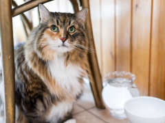 Cat hiding its food