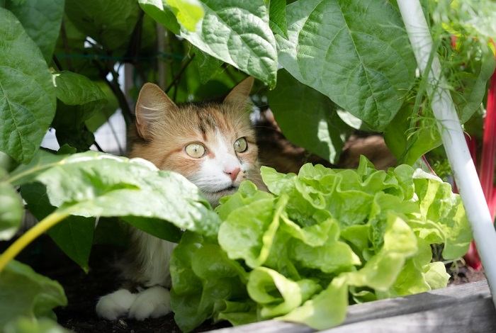 Bild einer Katze, die sich in einer Pflanze versteckt und ihren natürlichen Drang zeigt, gemütliche und versteckte Plätze zum Entspannen zu finden.