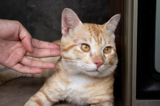 10 subtile Anzeichen, dass Ihre Katze frustriert ist