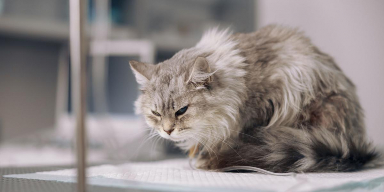 Katze Hat Schmerzen Am Hinteren Rücken