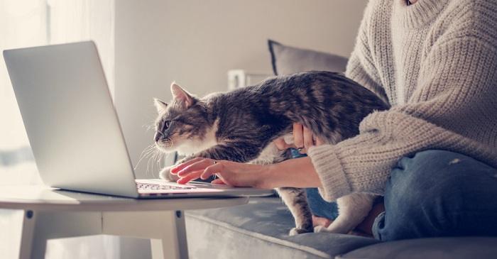 Amüsante Szene: Eine Katze sitzt auf der Tastatur eines Laptops und unterbricht scheinbar die Arbeit oder das Tippen einer Person, wodurch eine humorvolle Interaktion entsteht.