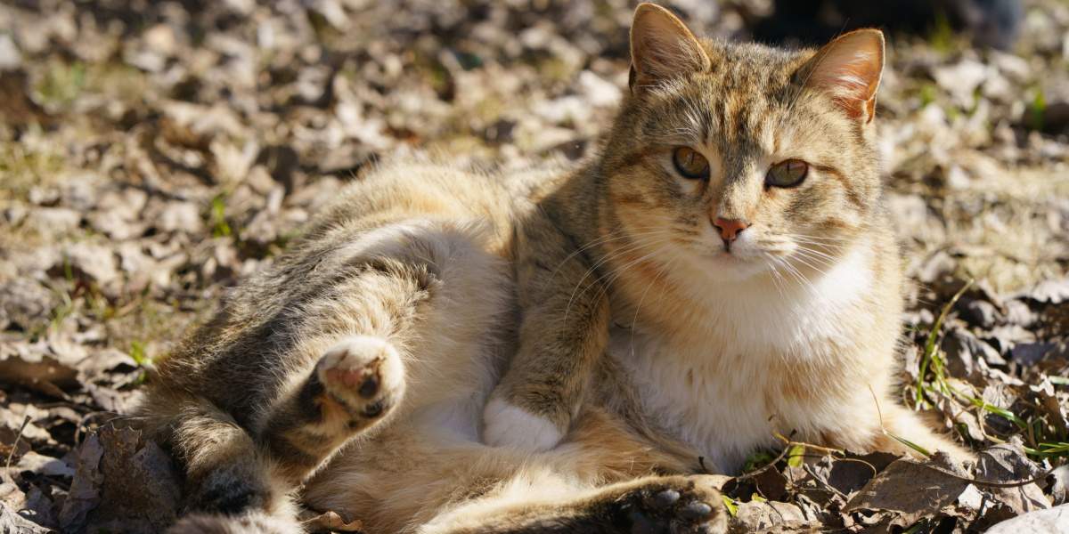 Neugierige Katze liegt bequem auf dem Boden und genießt die einfachen Freuden der Natur und des Entdeckens.