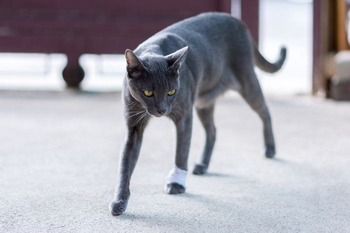 Katze, die hinkt, möglicherweise aufgrund einer Verletzung oder eines Schadens