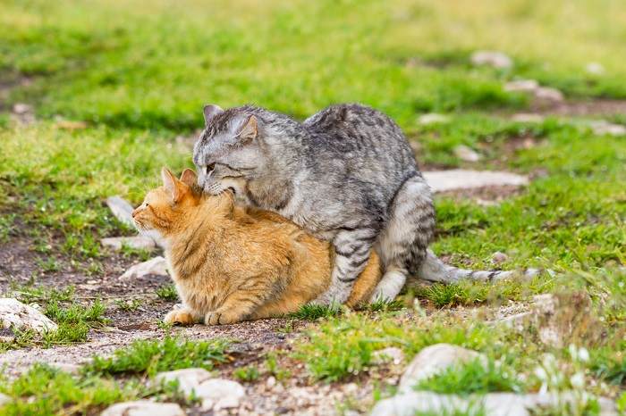 Bild, das verschiedene Aspekte des Paarungsverhaltens von Katzen illustriert und die komplexen Rituale und Interaktionen zwischen Katern und Katzen während des Paarungsvorgangs verdeutlicht.