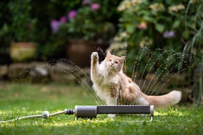 Katze beschäftigt sich beim Spielen freudig mit Wasser