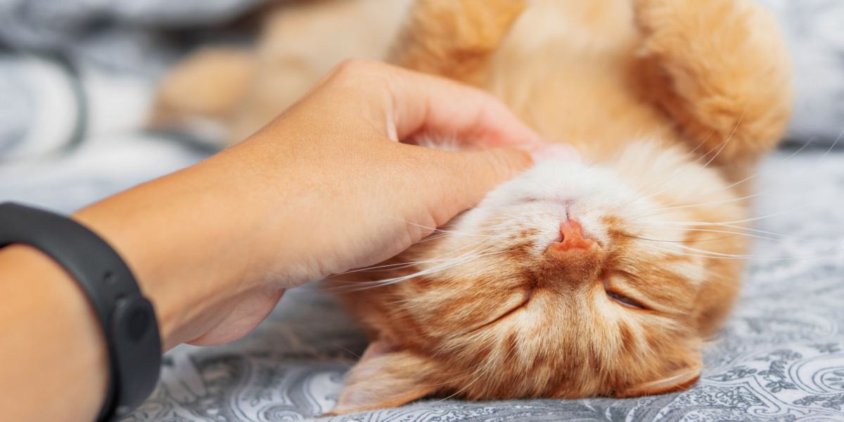 Eine heitere Katze schläft tief und fest, begleitet von einem sanften Schnurren, das ihre Zufriedenheit und Entspannung in einem Zustand der Ruhe symbolisiert.