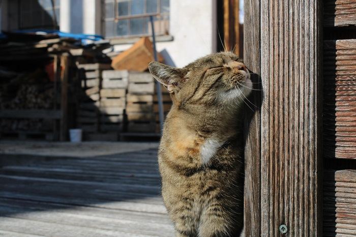 Katze reibt ihr Gesicht, um ihr Revier zu markieren