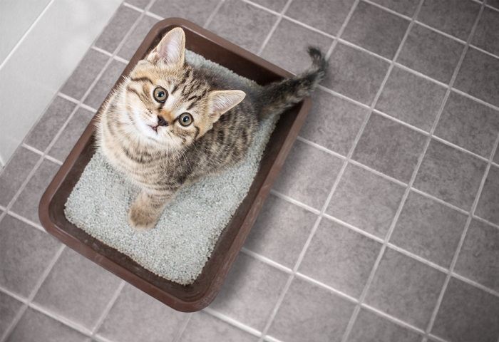 Ein Bild, das eine Katze zeigt, die in einer Katzentoilette steht, die mit sandähnlichem Katzenstreu gefüllt ist.