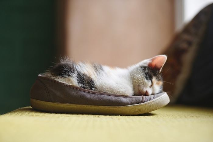 Eine Katze, die zusammengerollt in einem Schuh schläft, zeigt einen eigenartigen und gemütlichen Ruheplatz, den sich die Katze ausgesucht hat.