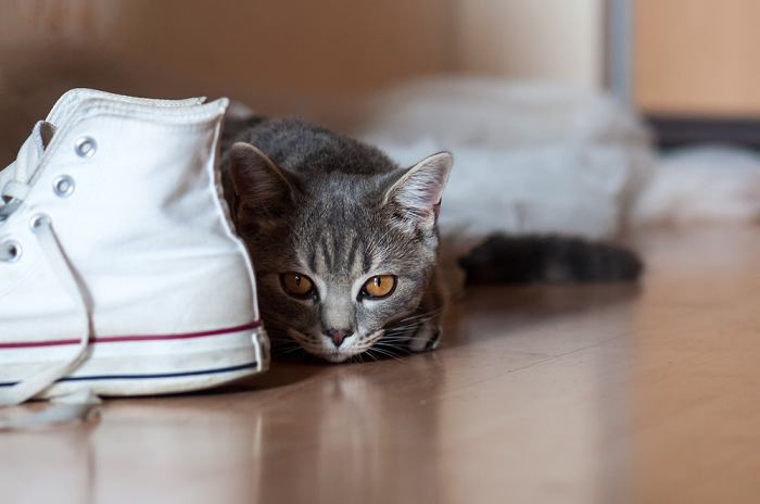 Skurriles Bild einer Katze, die sich in einer Schuhsammlung versteckt.